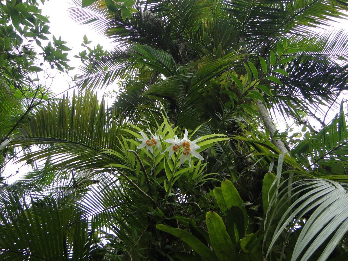 Pousada Do Oasis Morretes Εξωτερικό φωτογραφία